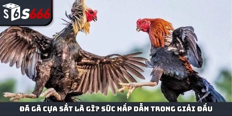 Đá gà cựa sắt là gì? Sức hấp dẫn trong giải đấu